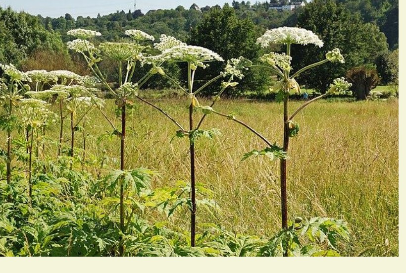 Giant hogweed standing over 3 metres tall in a Kent field showing large white umbrella flower heads