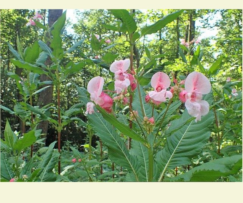 Himalayan balsam with distinctive pink flowers growing along a Kent watercourse