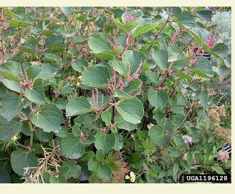 Japanese knotweed on a commercial site in Kent showing distinctive shield-shaped leaves