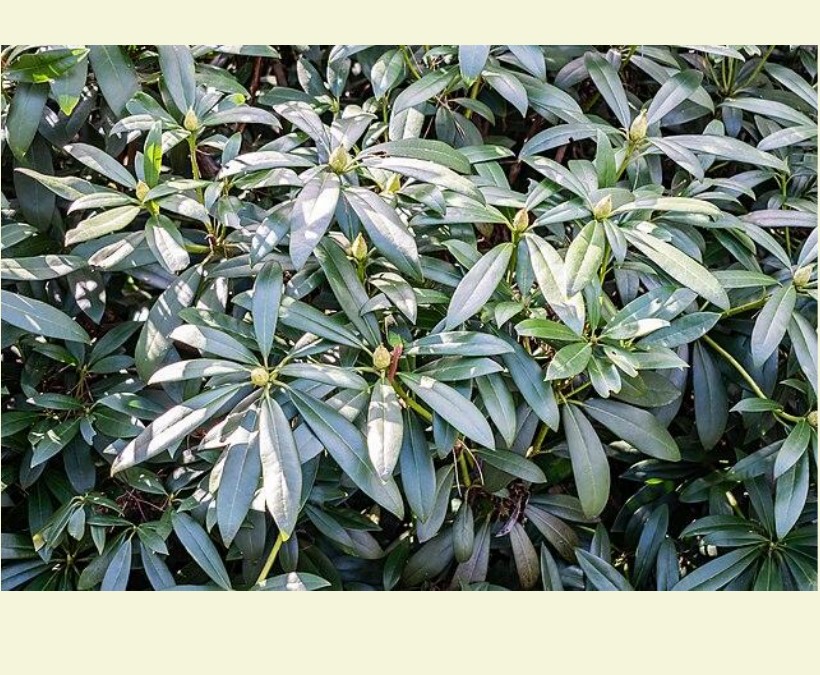Rhododendron ponticum forming a dense evergreen thicket on a commercial landscape site in Kent